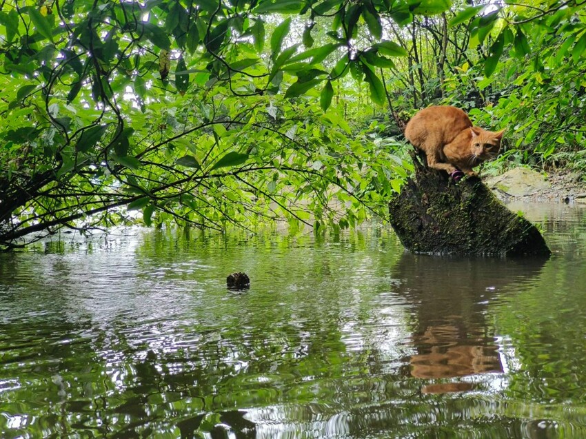 【桃園.中壢】帶貓貓去三峽雲森瀑布散步去+食光機餐廳。現做義式料理。內有超多大型狗狗。用餐中場休息可以與全部狗狗合影。可攜帶寵物但不能落地 - 南洋峇里女子SPA館