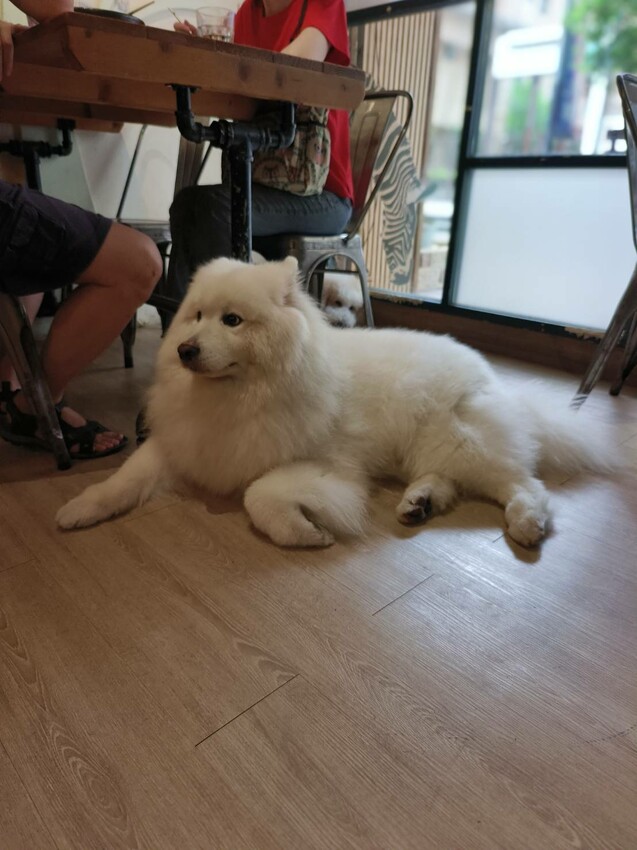 【桃園.中壢】帶貓貓去三峽雲森瀑布散步去+食光機餐廳。現做義式料理。內有超多大型狗狗。用餐中場休息可以與全部狗狗合影。可攜帶寵物但不能落地 - 南洋峇里女子SPA館