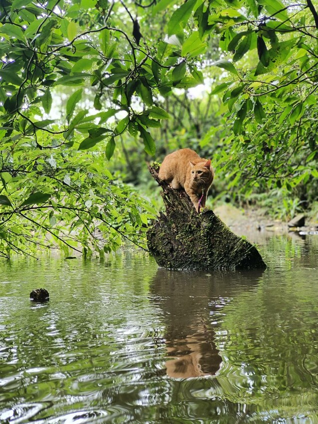 【桃園.中壢】帶貓貓去三峽雲森瀑布散步去+食光機餐廳。現做義式料理。內有超多大型狗狗。用餐中場休息可以與全部狗狗合影。可攜帶寵物但不能落地 - 南洋峇里女子SPA館