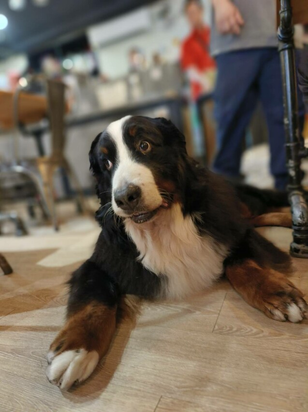 【桃園.中壢】帶貓貓去三峽雲森瀑布散步去+食光機餐廳。現做義式料理。內有超多大型狗狗。用餐中場休息可以與全部狗狗合影。可攜帶寵物但不能落地 - 南洋峇里女子SPA館