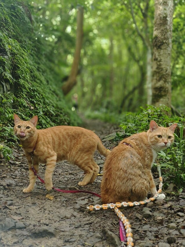 【桃園.中壢】帶貓貓去三峽雲森瀑布散步去+食光機餐廳。現做義式料理。內有超多大型狗狗。用餐中場休息可以與全部狗狗合影。可攜帶寵物但不能落地 - 南洋峇里女子SPA館