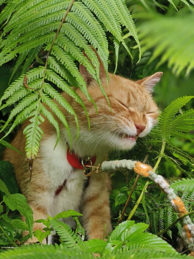 【桃園.中壢】帶貓貓去三峽雲森瀑布散步去+食光機餐廳。現做義式料理。內有超多大型狗狗。用餐中場休息可以與全部狗狗合影。可攜帶寵物但不能落地 - 南洋峇里女子SPA館