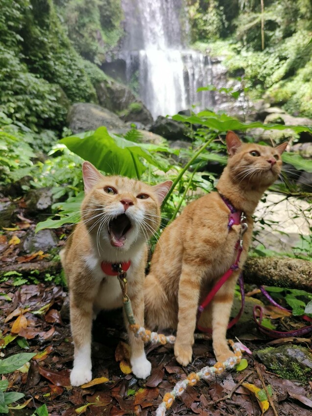 【桃園.中壢】帶貓貓去三峽雲森瀑布散步去+食光機餐廳。現做義式料理。內有超多大型狗狗。用餐中場休息可以與全部狗狗合影。可攜帶寵物但不能落地 - 南洋峇里女子SPA館