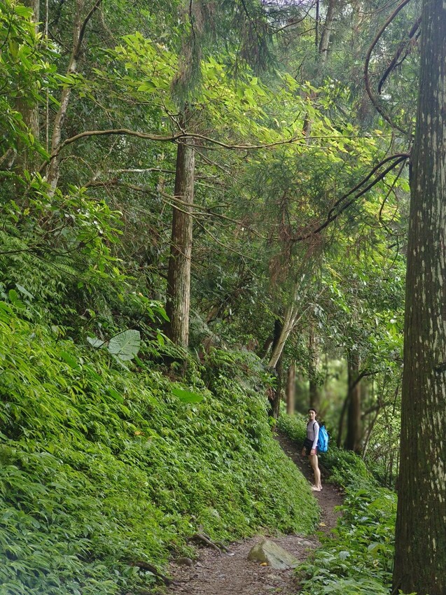 【桃園.中壢】帶貓貓去三峽雲森瀑布散步去+食光機餐廳。現做義式料理。內有超多大型狗狗。用餐中場休息可以與全部狗狗合影。可攜帶寵物但不能落地 - 南洋峇里女子SPA館