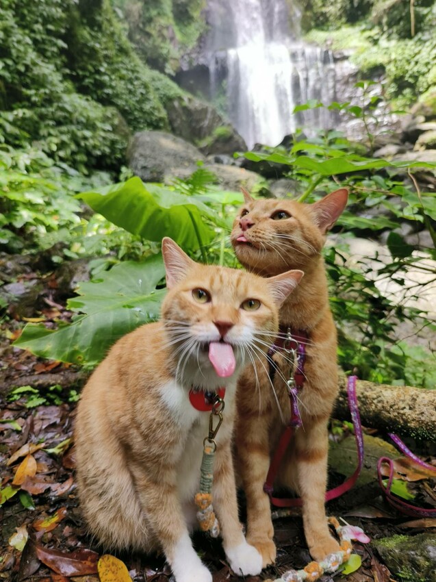 【桃園.中壢】帶貓貓去三峽雲森瀑布散步去+食光機餐廳。現做義式料理。內有超多大型狗狗。用餐中場休息可以與全部狗狗合影。可攜帶寵物但不能落地 - 南洋峇里女子SPA館