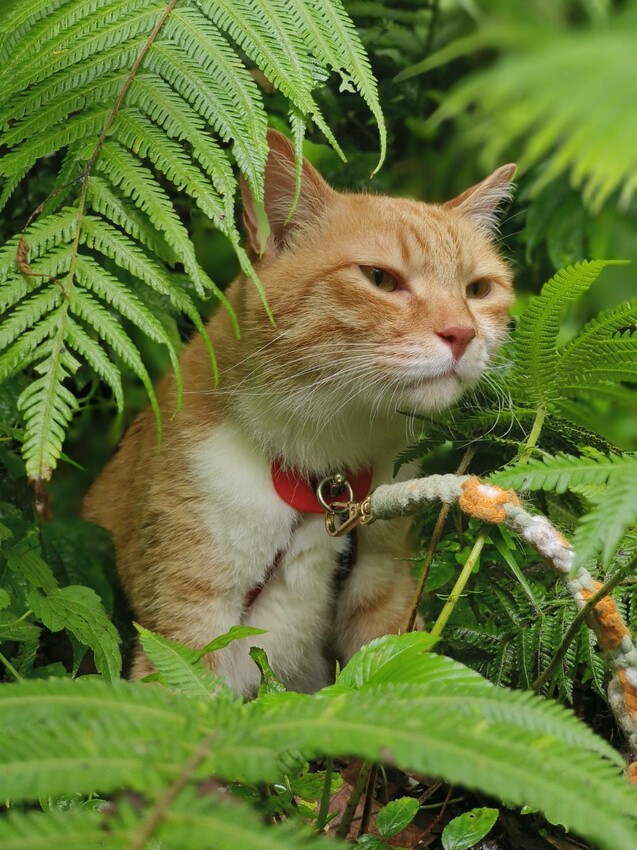 【桃園.中壢】帶貓貓去三峽雲森瀑布散步去+食光機餐廳。現做義式料理。內有超多大型狗狗。用餐中場休息可以與全部狗狗合影。可攜帶寵物但不能落地 - 南洋峇里女子SPA館