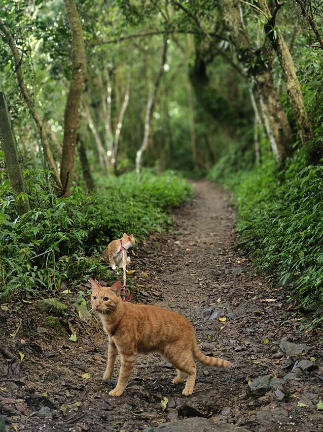 【桃園.中壢】帶貓貓去三峽雲森瀑布散步去+食光機餐廳。現做義式料理。內有超多大型狗狗。用餐中場休息可以與全部狗狗合影。可攜帶寵物但不能落地 - 南洋峇里女子SPA館