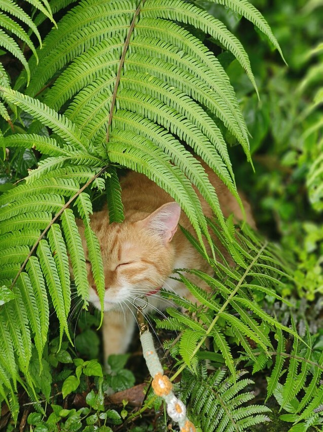 【桃園.中壢】帶貓貓去三峽雲森瀑布散步去+食光機餐廳。現做義式料理。內有超多大型狗狗。用餐中場休息可以與全部狗狗合影。可攜帶寵物但不能落地 - 南洋峇里女子SPA館