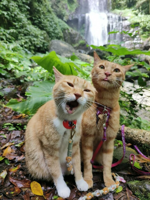 【桃園.中壢】帶貓貓去三峽雲森瀑布散步去+食光機餐廳。現做義式料理。內有超多大型狗狗。用餐中場休息可以與全部狗狗合影。可攜帶寵物但不能落地 - 南洋峇里女子SPA館