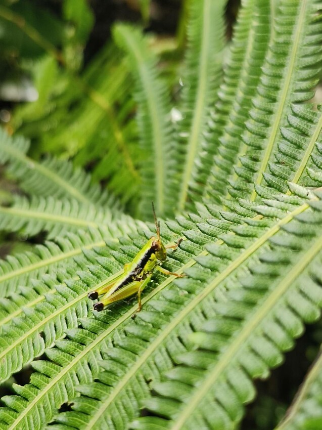【桃園.中壢】帶貓貓去三峽雲森瀑布散步去+食光機餐廳。現做義式料理。內有超多大型狗狗。用餐中場休息可以與全部狗狗合影。可攜帶寵物但不能落地 - 南洋峇里女子SPA館