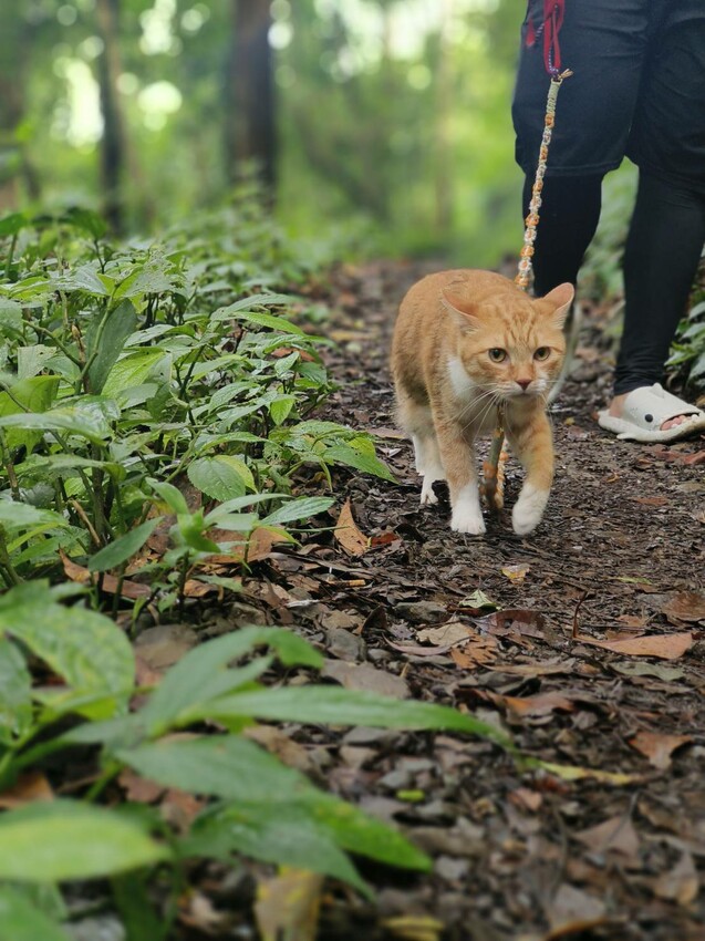 【桃園.中壢】帶貓貓去三峽雲森瀑布散步去+食光機餐廳。現做義式料理。內有超多大型狗狗。用餐中場休息可以與全部狗狗合影。可攜帶寵物但不能落地 - 南洋峇里女子SPA館