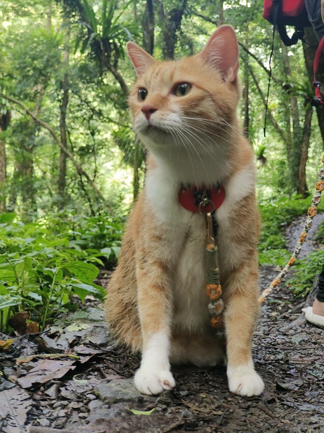 【桃園.中壢】帶貓貓去三峽雲森瀑布散步去+食光機餐廳。現做義式料理。內有超多大型狗狗。用餐中場休息可以與全部狗狗合影。可攜帶寵物但不能落地 - 南洋峇里女子SPA館