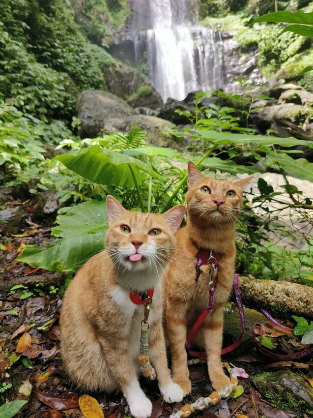【桃園.中壢】帶貓貓去三峽雲森瀑布散步去+食光機餐廳。現做義式料理。內有超多大型狗狗。用餐中場休息可以與全部狗狗合影。可攜帶寵物但不能落地 - 南洋峇里女子SPA館