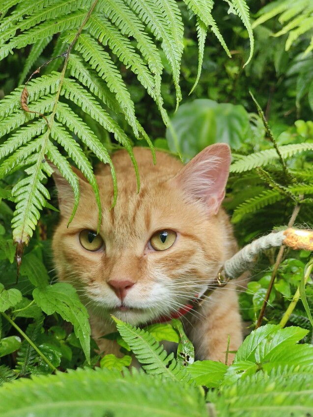 【桃園.中壢】帶貓貓去三峽雲森瀑布散步去+食光機餐廳。現做義式料理。內有超多大型狗狗。用餐中場休息可以與全部狗狗合影。可攜帶寵物但不能落地 - 南洋峇里女子SPA館