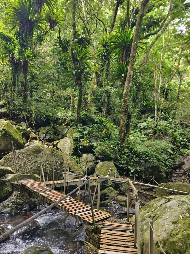 【桃園.中壢】帶貓貓去三峽雲森瀑布散步去+食光機餐廳。現做義式料理。內有超多大型狗狗。用餐中場休息可以與全部狗狗合影。可攜帶寵物但不能落地 - 南洋峇里女子SPA館