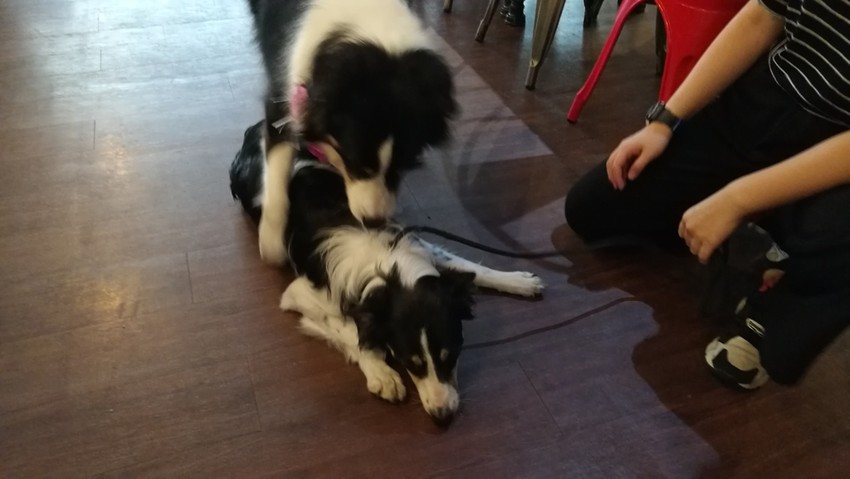 IMG_20170819_124335.jpg IMG_20170819_124335.jpg