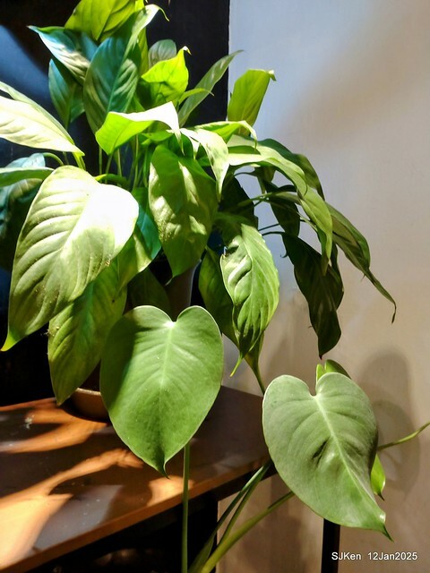 「給冷鴿手工甜點」(Desserts and coffee house), Taipei, Taiwan, SJKen , Jan 12, 2025. 「給冷鴿手工甜點」(Desserts and coffee house), Taipei, Taiwan, SJKen , Jan 12, 2025.