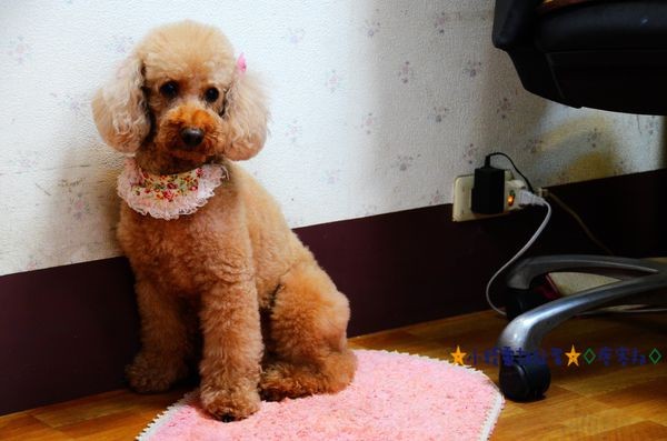 7苿莉廚房 (15).JPG