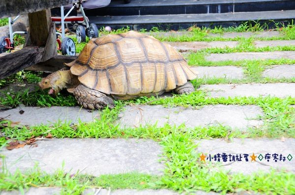 5宜蘭樂狗堡民宿 (25).JPG