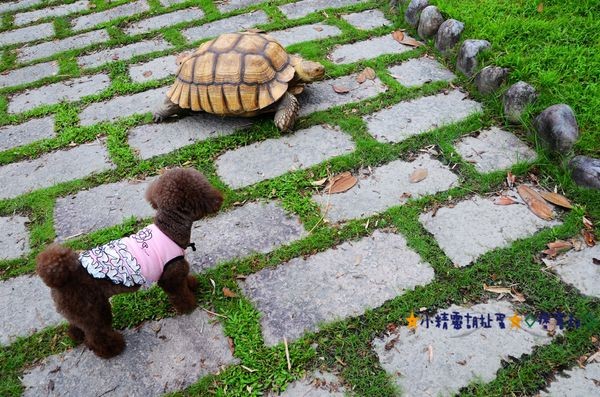 5宜蘭樂狗堡民宿 (21).JPG