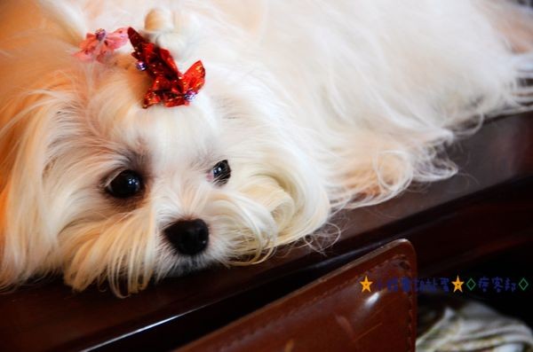 5宜蘭樂狗堡民宿 (56).JPG