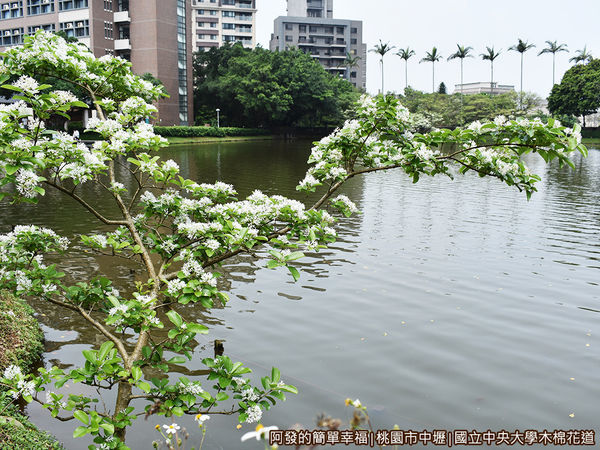 中央大學木棉花道20-流蘇也開花.JPG