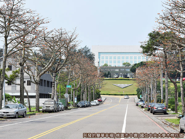 中央大學木棉花道08-近中央大學段比較茂密些.JPG