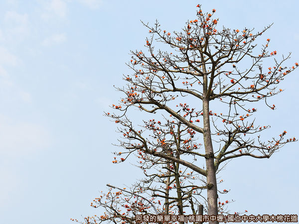 中央大學木棉花道04-木棉花開滿樹梢.JPG