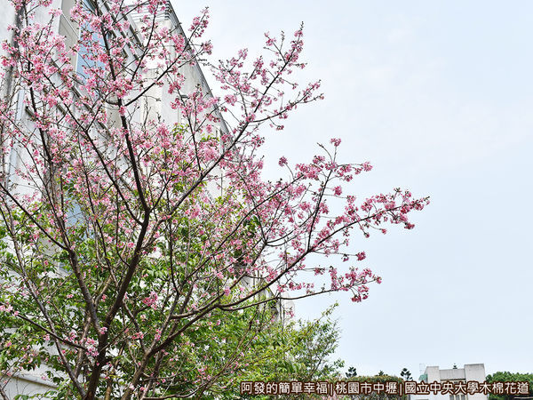 中央大學木棉花道16-吉野櫻與藍天.JPG