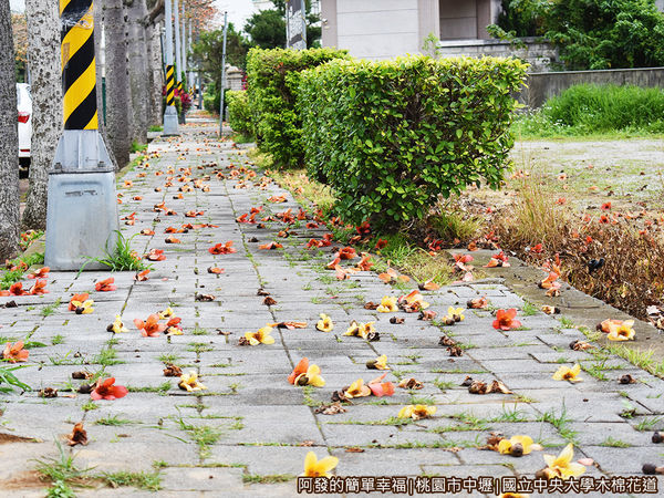 中央大學木棉花道05-木棉花落滿地.JPG