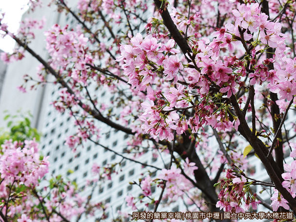 中央大學木棉花道17-盛開的吉野櫻.JPG