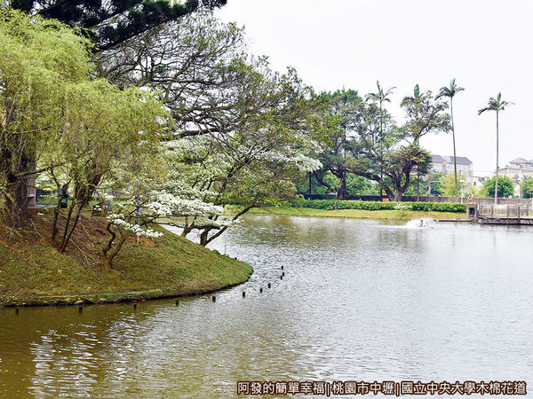 中央大學木棉花道18-中大湖.JPG