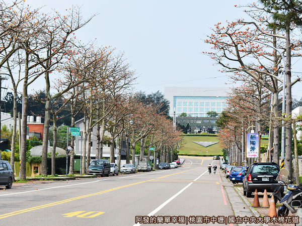 中央大學木棉花道03-木棉花道左側花況.JPG