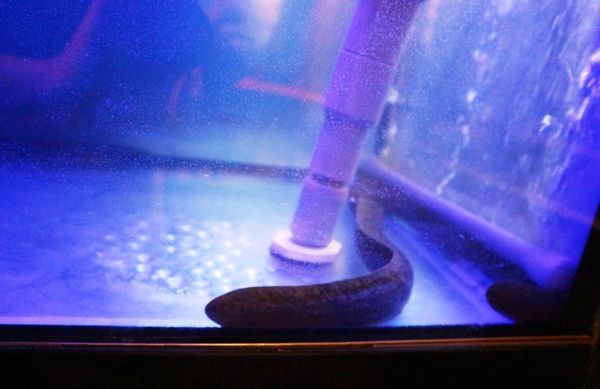 獵場原住民風味料理 (20).jpg