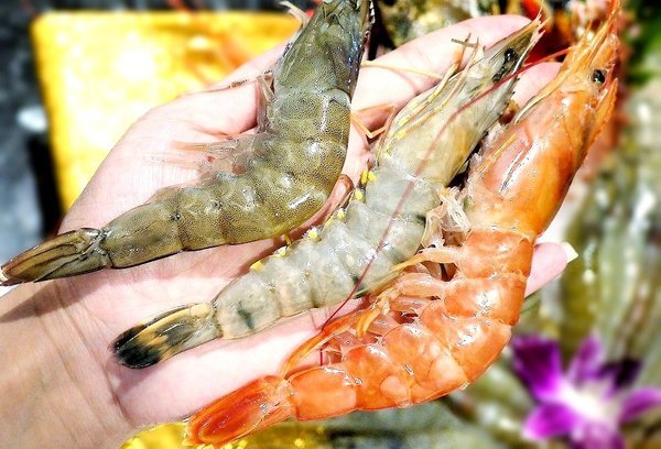 小鮮肉涮涮屋：【永春站火鍋推薦】小鮮肉涮涮屋 頂級肉品 / 海鮮 . 超狂超澎湃 