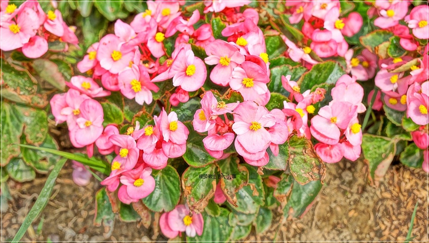 /tmp/phpsxZeZU /tmp/phpsxZeZU