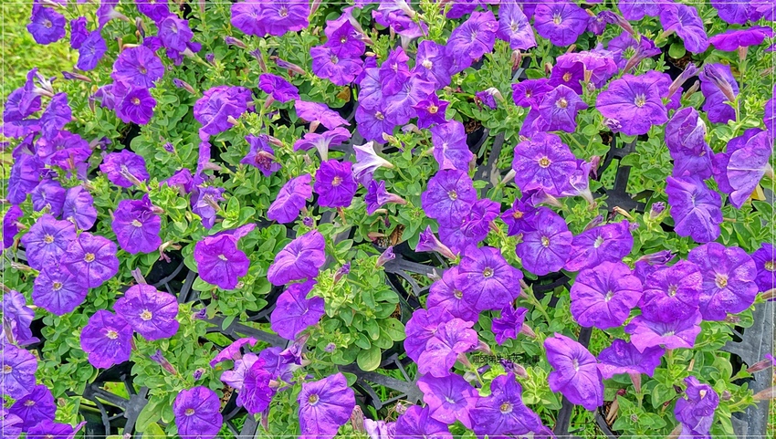 /tmp/phpZAys7Z /tmp/phpZAys7Z