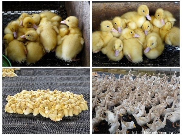 【宜蘭。旅遊】宜蘭親子旅遊、校外參觀最佳景點--宜蘭甲鳥園