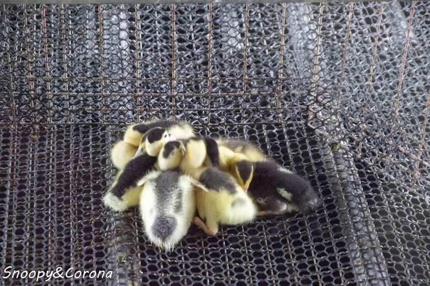 【玩樂．宜蘭】礁溪景點／甲鳥園～五星級清水模鴨舍，餵食鴨鴨、馬賽克DIY、還有好吃鴨蛋糕