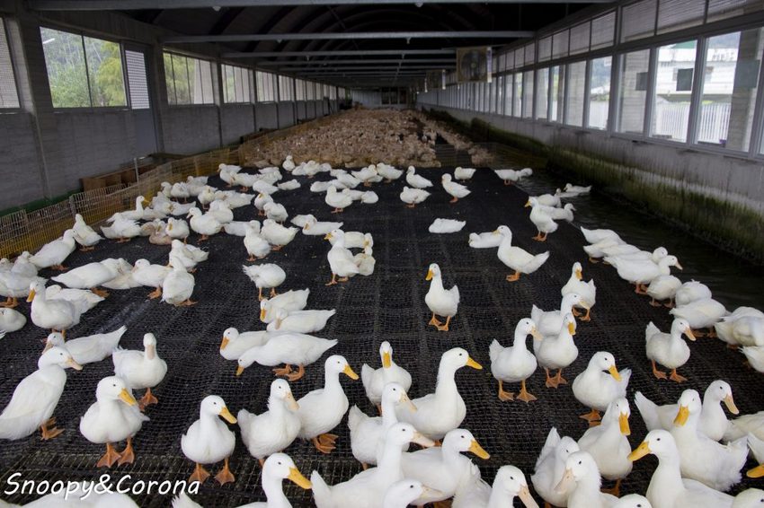 【玩樂．宜蘭】礁溪景點／甲鳥園～五星級清水模鴨舍，餵食鴨鴨、馬賽克DIY、還有好吃鴨蛋糕