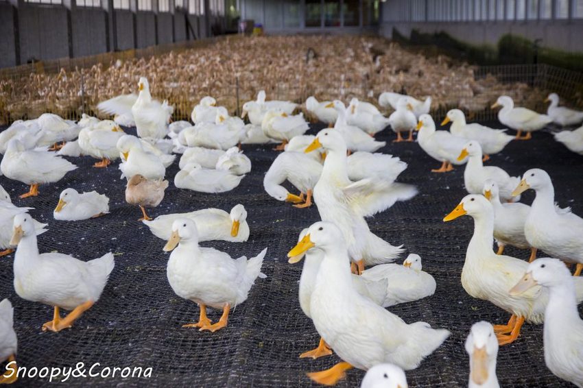 【玩樂．宜蘭】礁溪景點／甲鳥園～五星級清水模鴨舍，餵食鴨鴨、馬賽克DIY、還有好吃鴨蛋糕