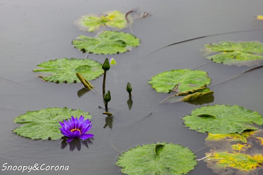 【玩樂．宜蘭】礁溪景點／甲鳥園～五星級清水模鴨舍，餵食鴨鴨、馬賽克DIY、還有好吃鴨蛋糕