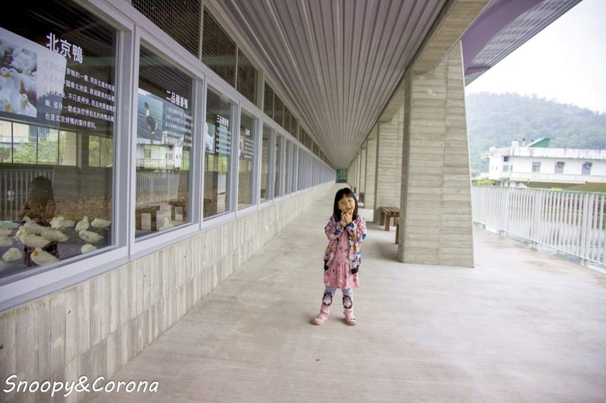【玩樂．宜蘭】礁溪景點／甲鳥園～五星級清水模鴨舍，餵食鴨鴨、馬賽克DIY、還有好吃鴨蛋糕