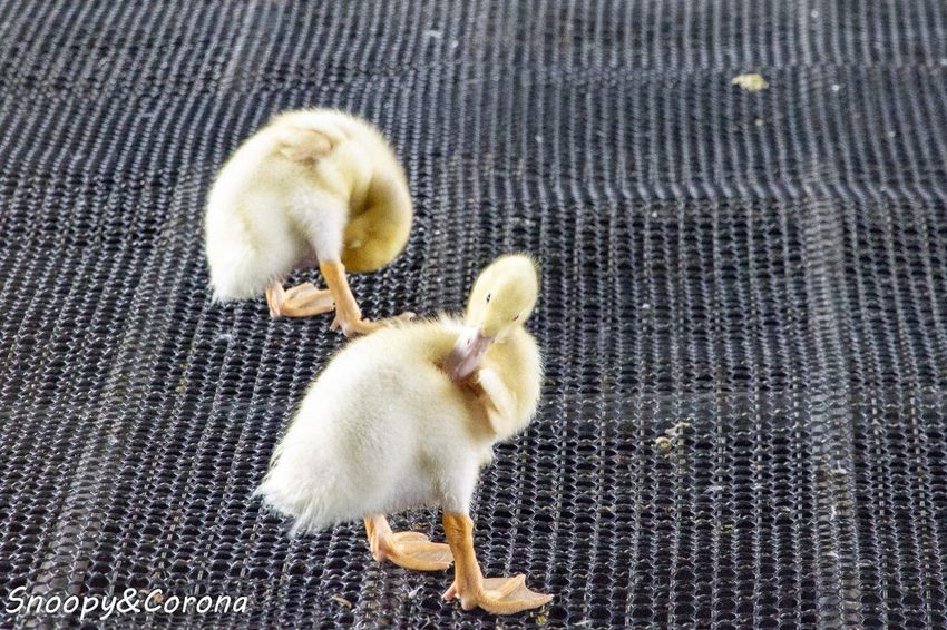 【玩樂．宜蘭】礁溪景點／甲鳥園～五星級清水模鴨舍，餵食鴨鴨、馬賽克DIY、還有好吃鴨蛋糕