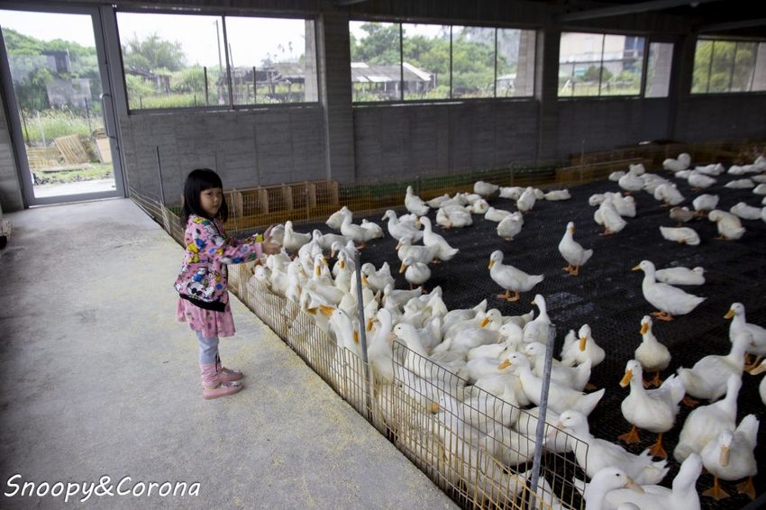 【玩樂．宜蘭】礁溪景點／甲鳥園～五星級清水模鴨舍，餵食鴨鴨、馬賽克DIY、還有好吃鴨蛋糕
