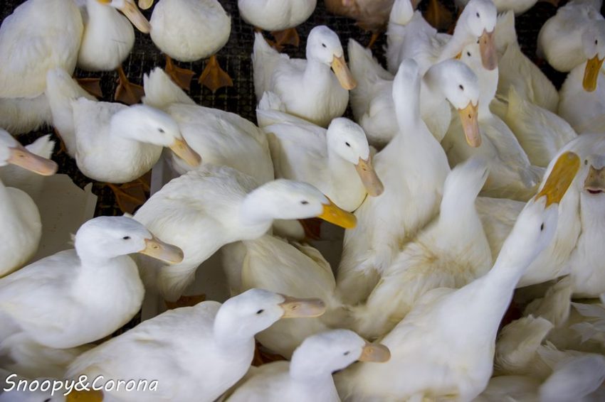【玩樂．宜蘭】礁溪景點／甲鳥園～五星級清水模鴨舍，餵食鴨鴨、馬賽克DIY、還有好吃鴨蛋糕