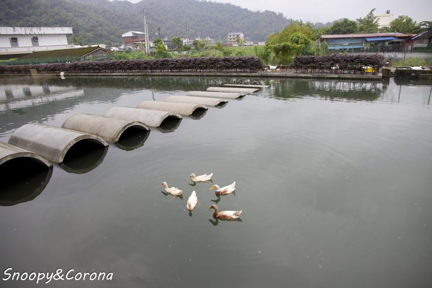 【玩樂．宜蘭】礁溪景點／甲鳥園～五星級清水模鴨舍，餵食鴨鴨、馬賽克DIY、還有好吃鴨蛋糕