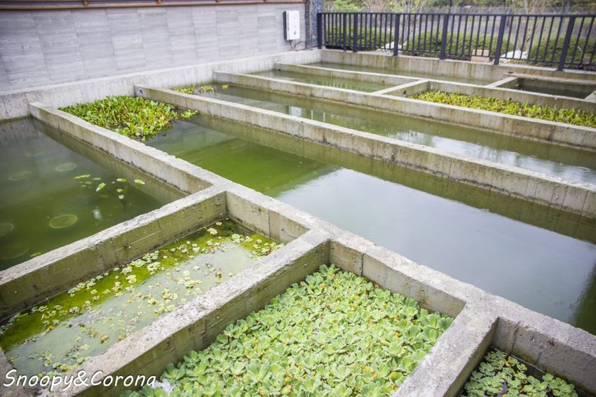 【玩樂．宜蘭】礁溪景點／甲鳥園～五星級清水模鴨舍，餵食鴨鴨、馬賽克DIY、還有好吃鴨蛋糕