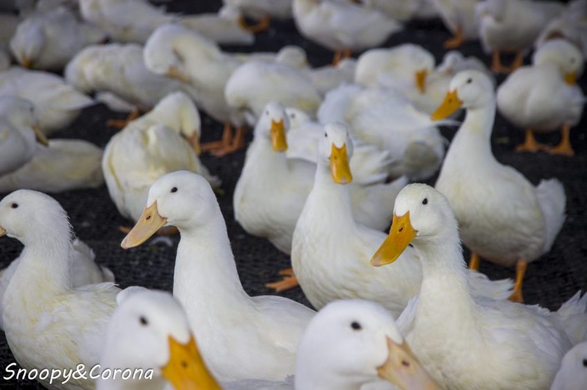 【玩樂．宜蘭】礁溪景點／甲鳥園～五星級清水模鴨舍，餵食鴨鴨、馬賽克DIY、還有好吃鴨蛋糕