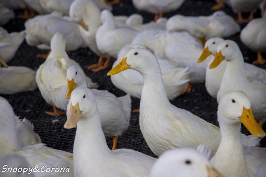 【玩樂．宜蘭】礁溪景點／甲鳥園～五星級清水模鴨舍，餵食鴨鴨、馬賽克DIY、還有好吃鴨蛋糕